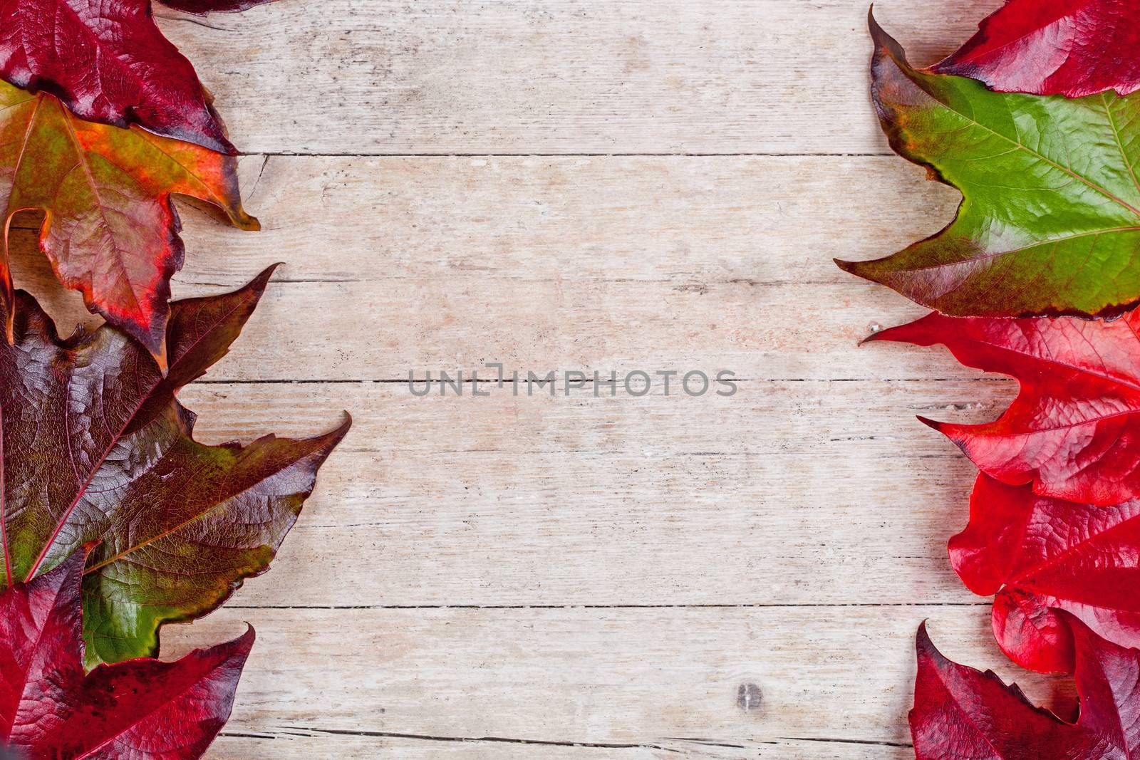 frame of autumn leaves  by marylooo