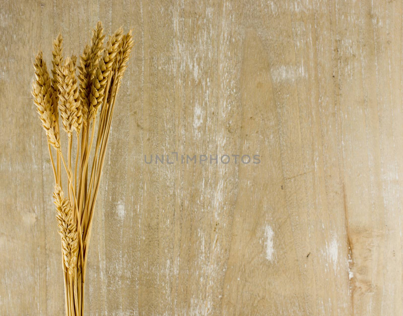 wheat plants with wooden background