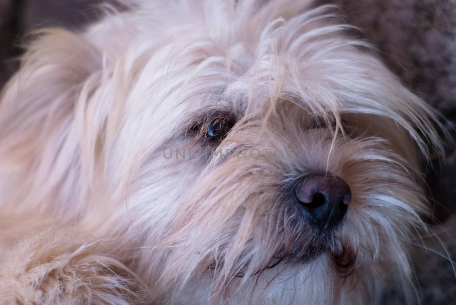 dog relaxed with expressive look