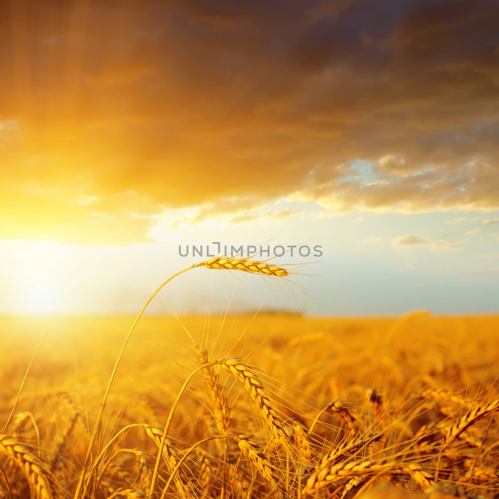 sunset over golden harvest