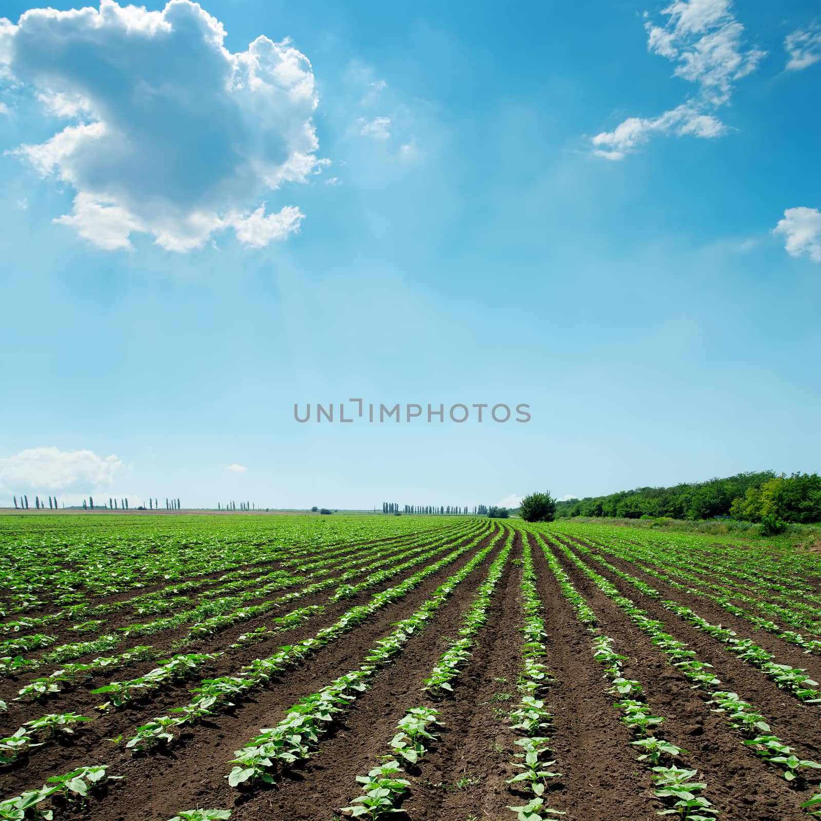 field with green sunflowers and blue sky with clouds