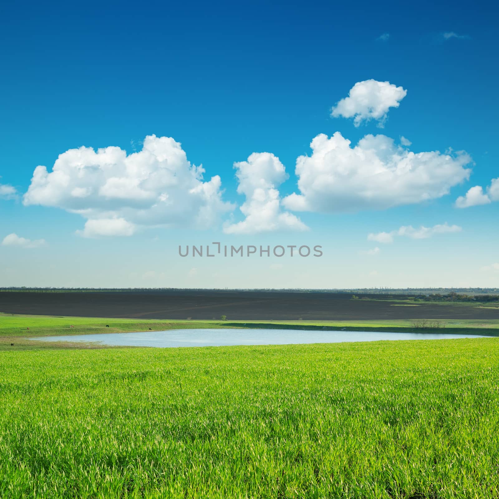 green lanscape with pond under blue sky