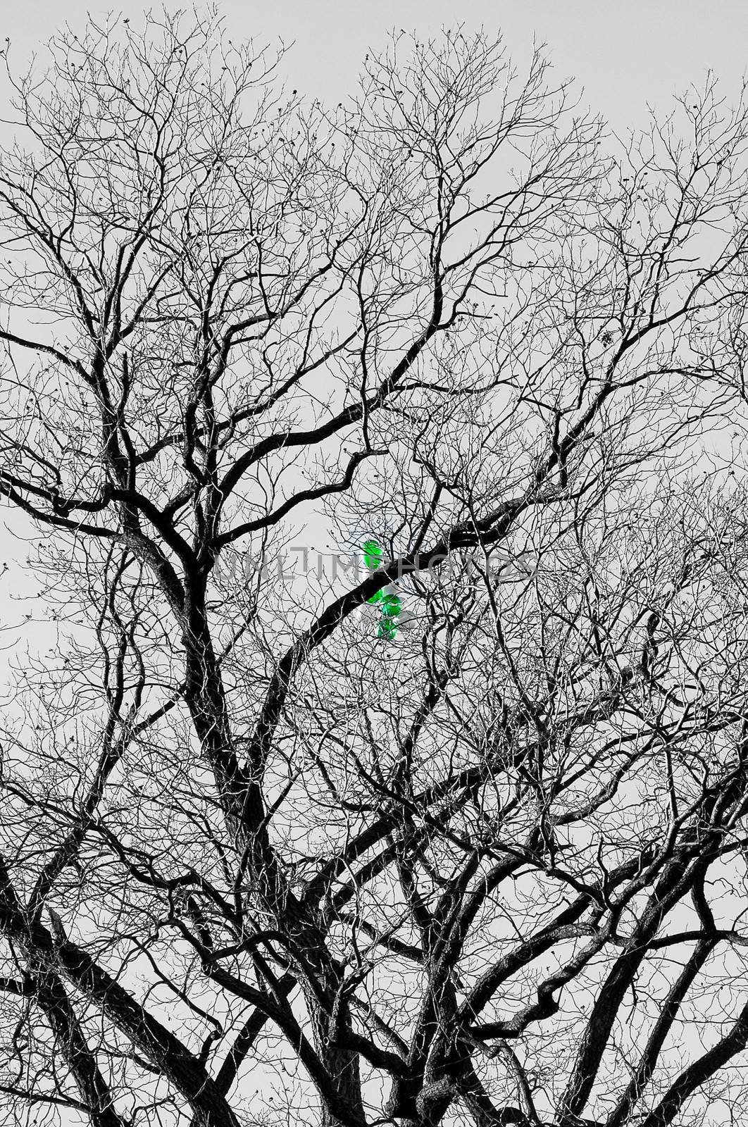 Green balloons stuck in a bare tree, Washington DC, USA