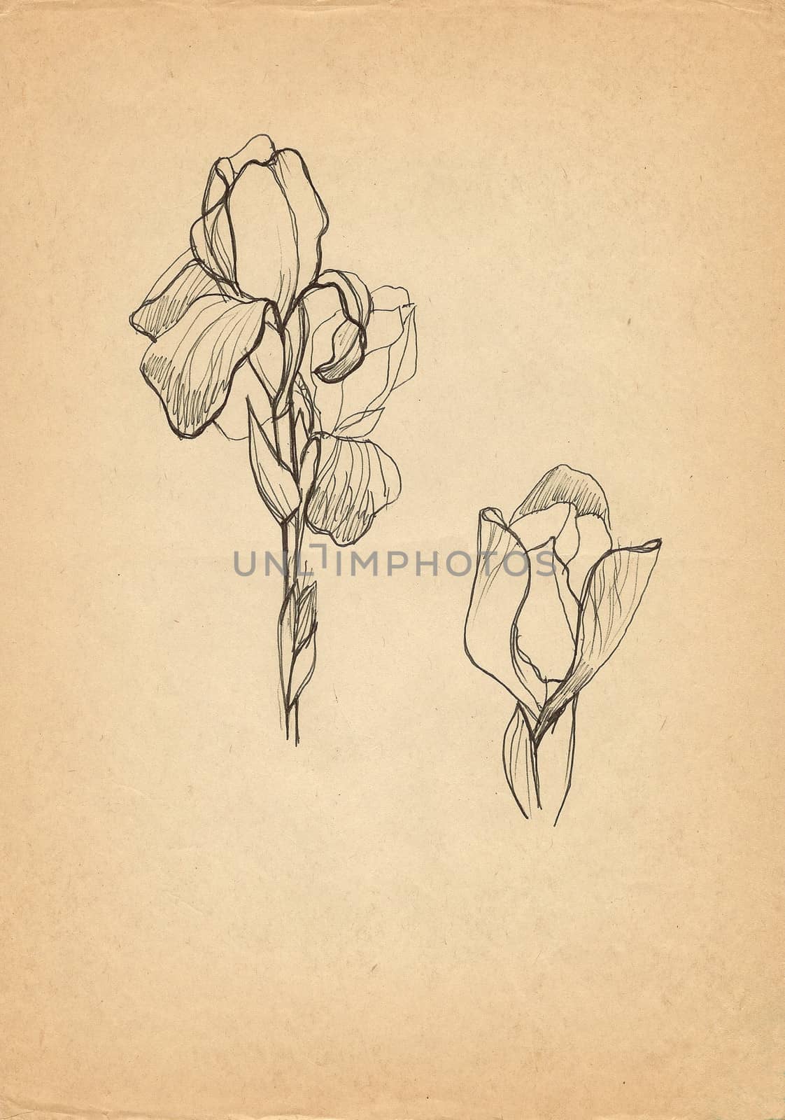 Iris flower drawing on old paper