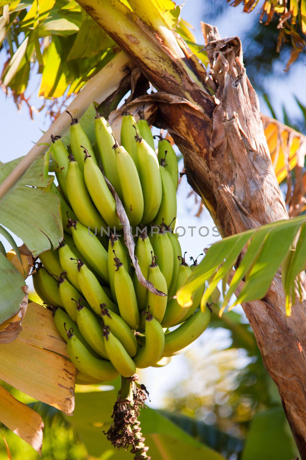 Bunch of bananas growing on the plant, ready to be picked.
