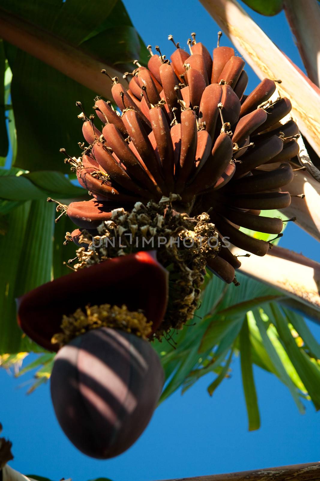 Banana bunch on tree by CelsoDiniz