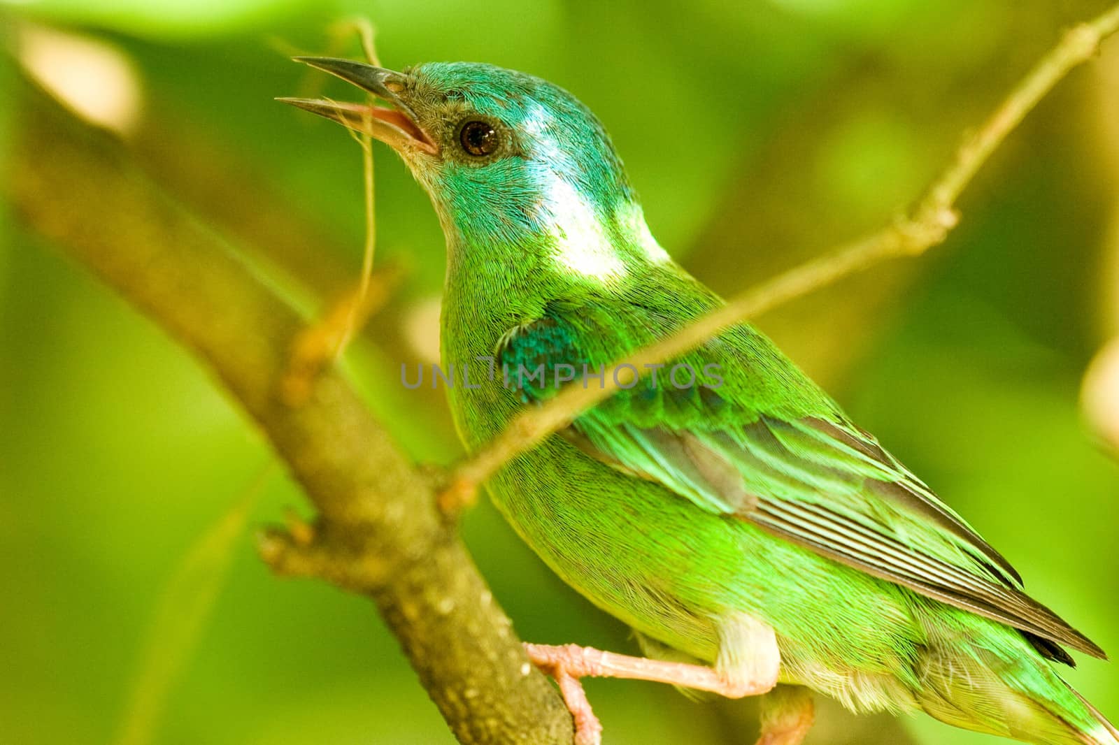 Beautiful Green bird by CelsoDiniz