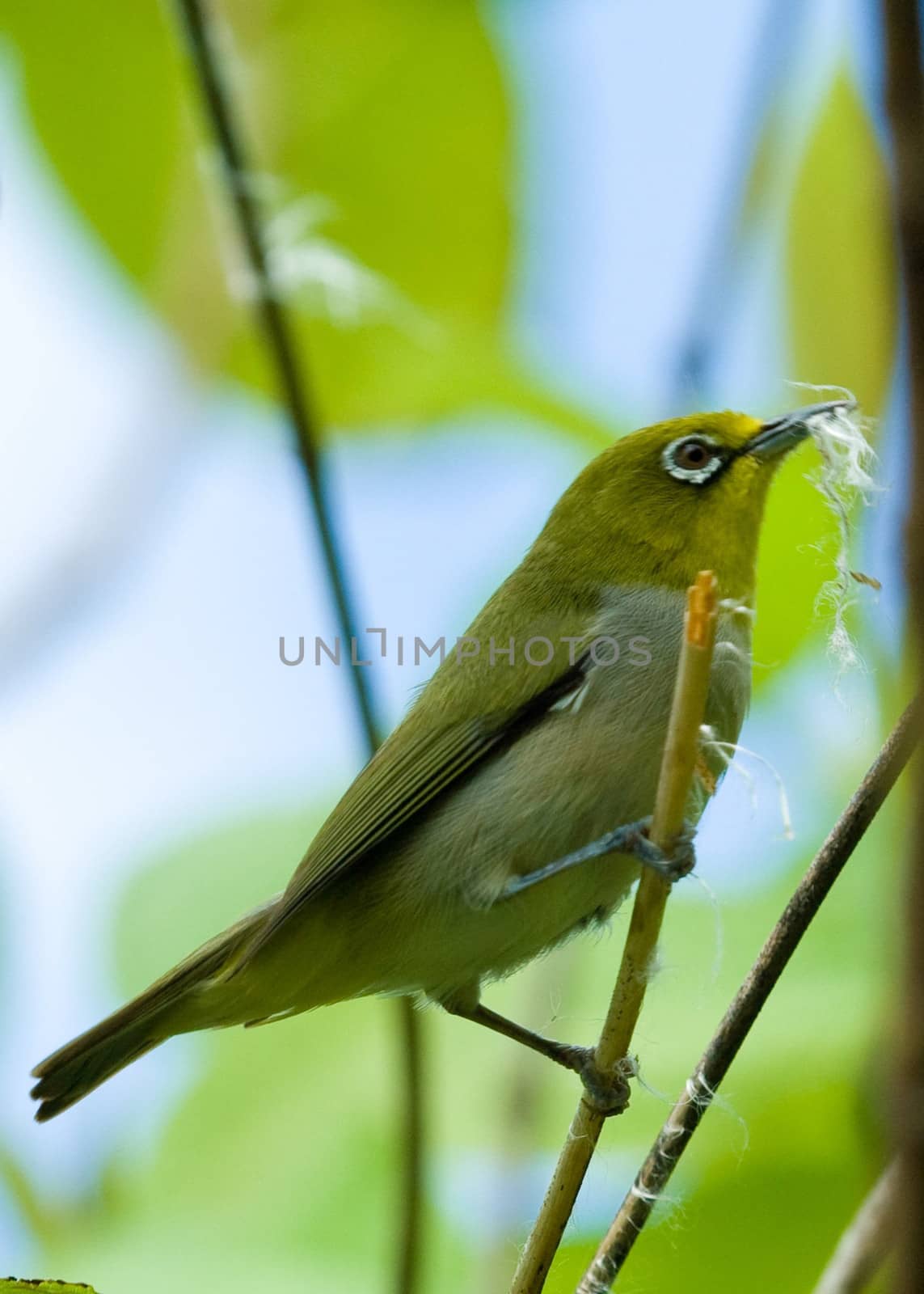 Beautiful Green bird perching on a twig