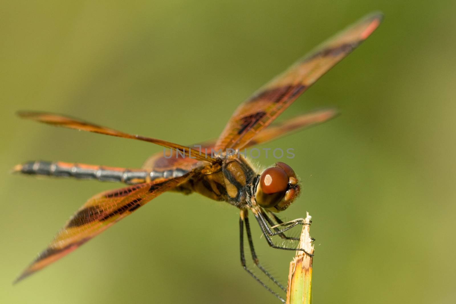 A close up of a beautiful brown dragonfly.
