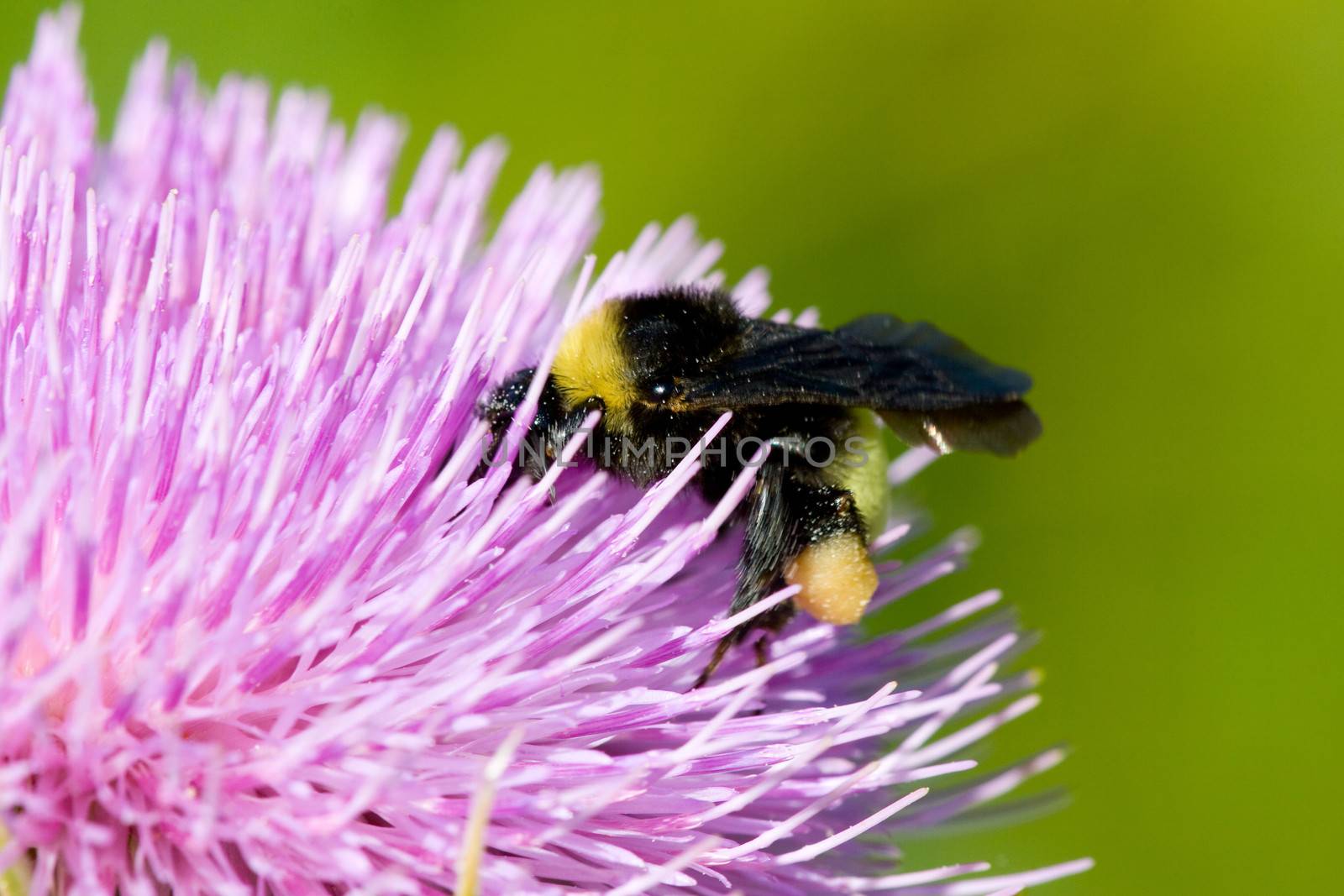 Close-up of a bee pollinating a pink thistle flower
