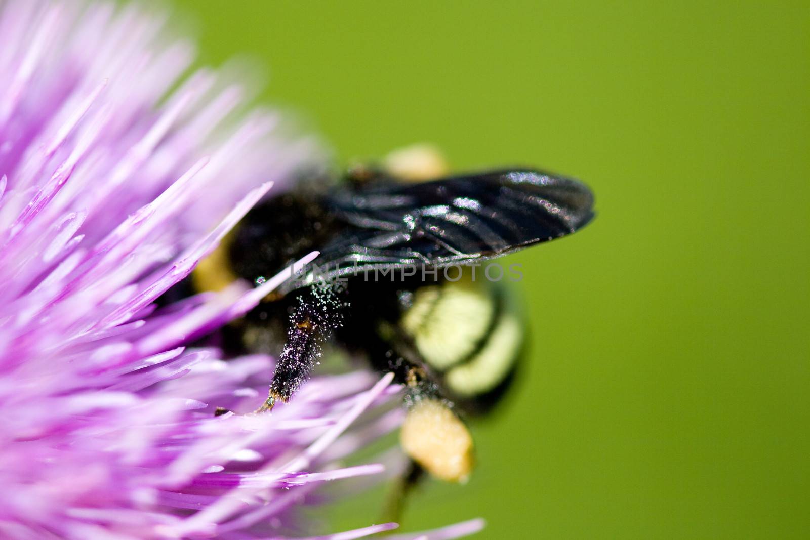 Close-up of a bee pollinating a pink thistle flower