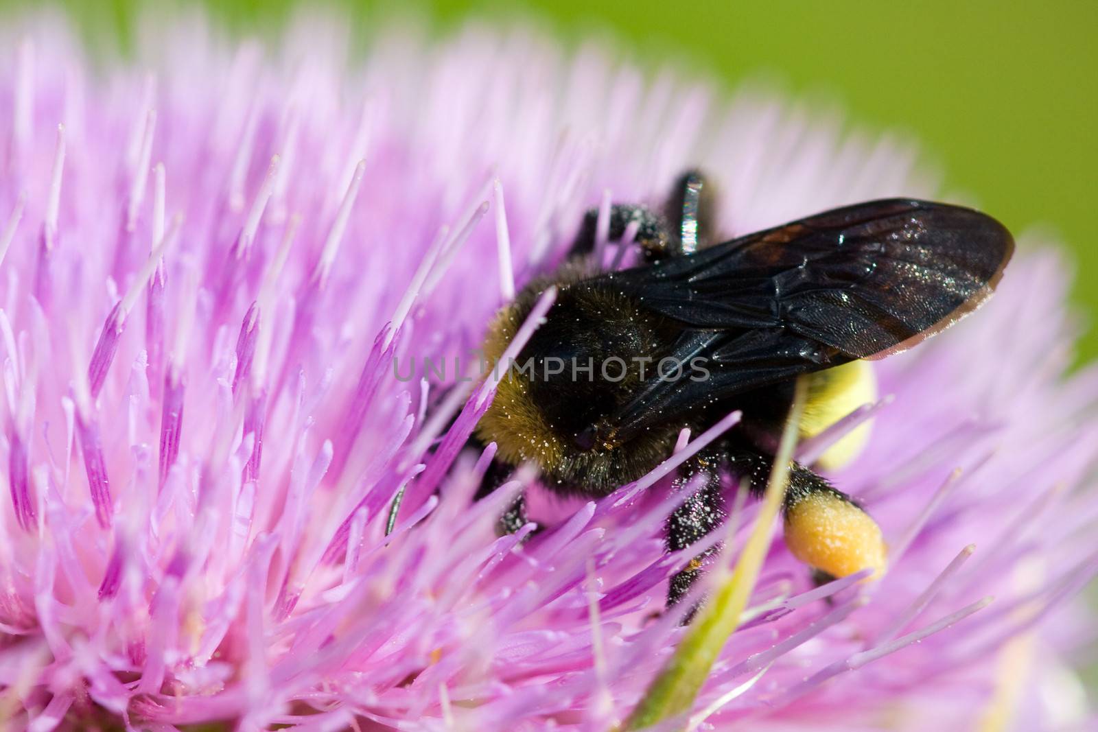 Close-up of a bee pollinating a pink thistle flower