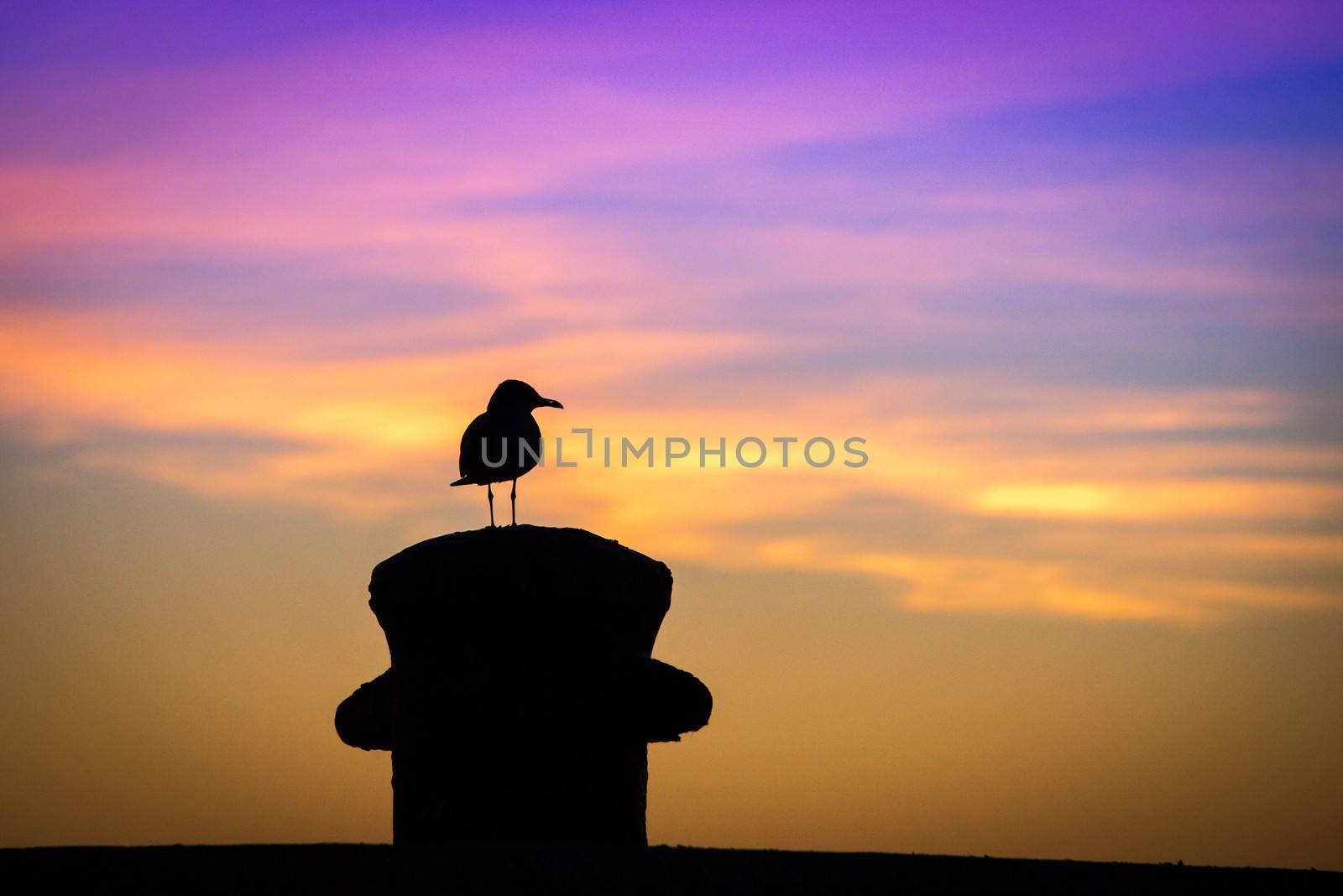 Bird at sunset by CelsoDiniz