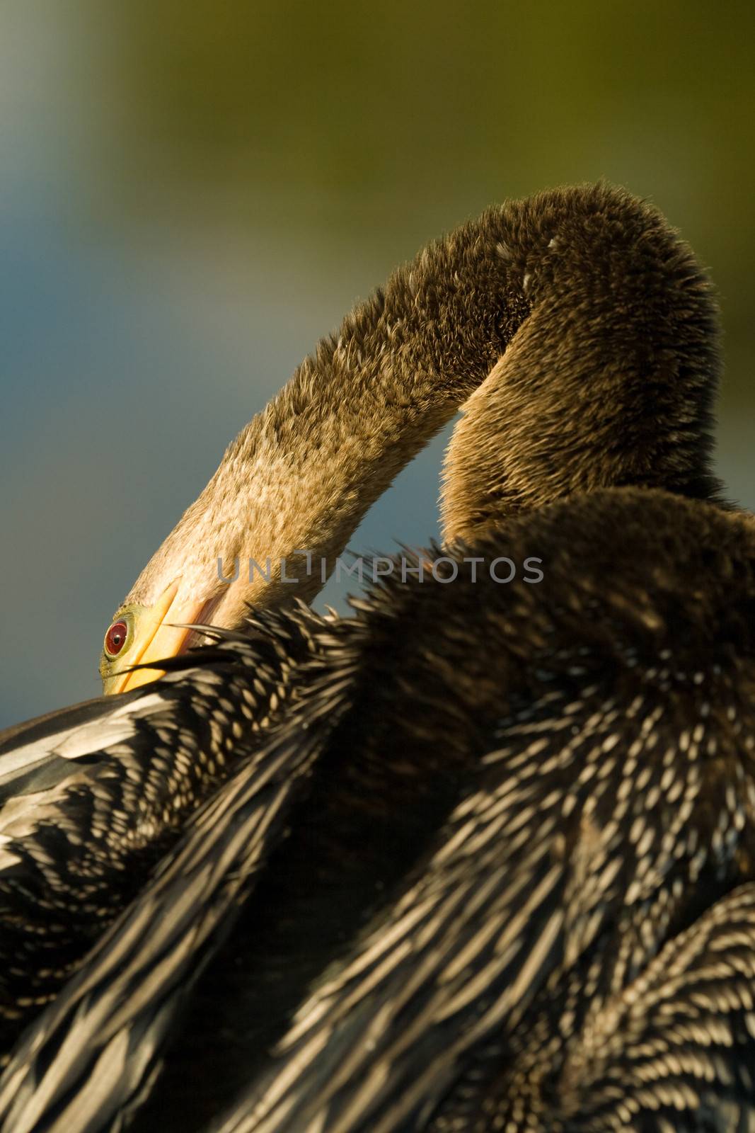 A bird grooming itself in Everglades, Florida.