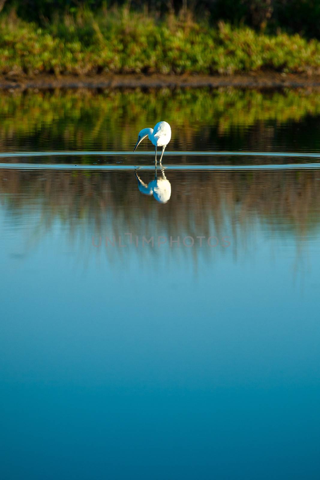 White bird hunting for fish on calm blue lake, Merrit Island, Florida, U.S.A.