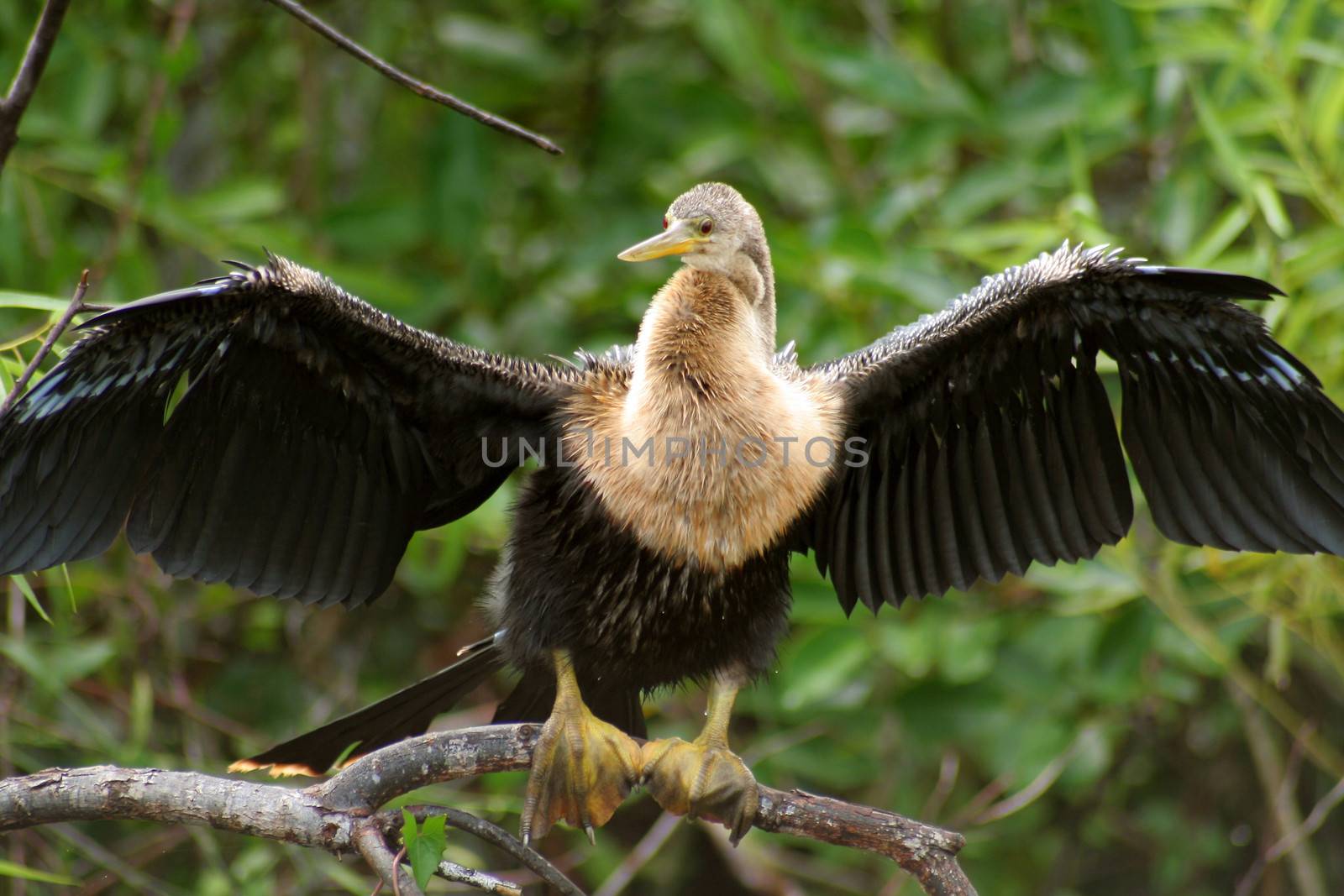 Bird in Everglades by CelsoDiniz