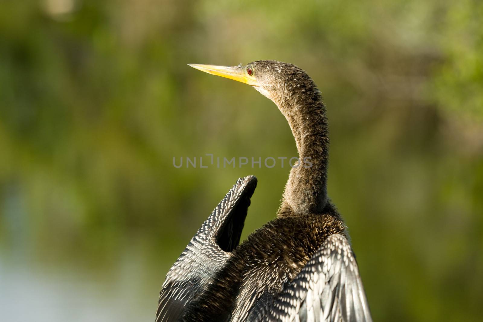 Portrait of bird in Florida Everglades with green nature background, U.S.A.