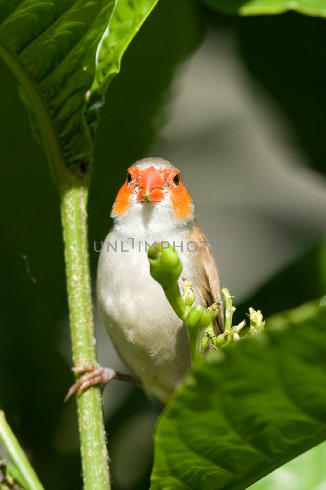 Close-up of a bird perching on a branch, Miami, Florida, USA