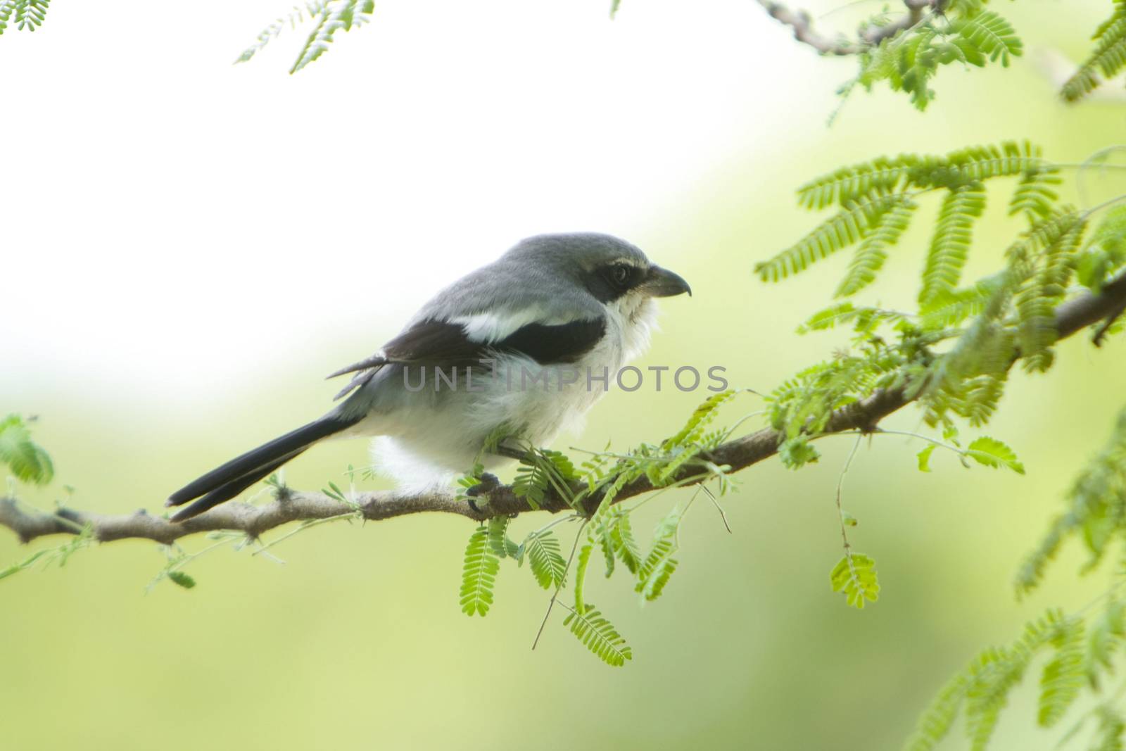 Close-up of a bird perching on a tree branch, Everglades National Park, Miami, Miami-Dade County, Florida, USA