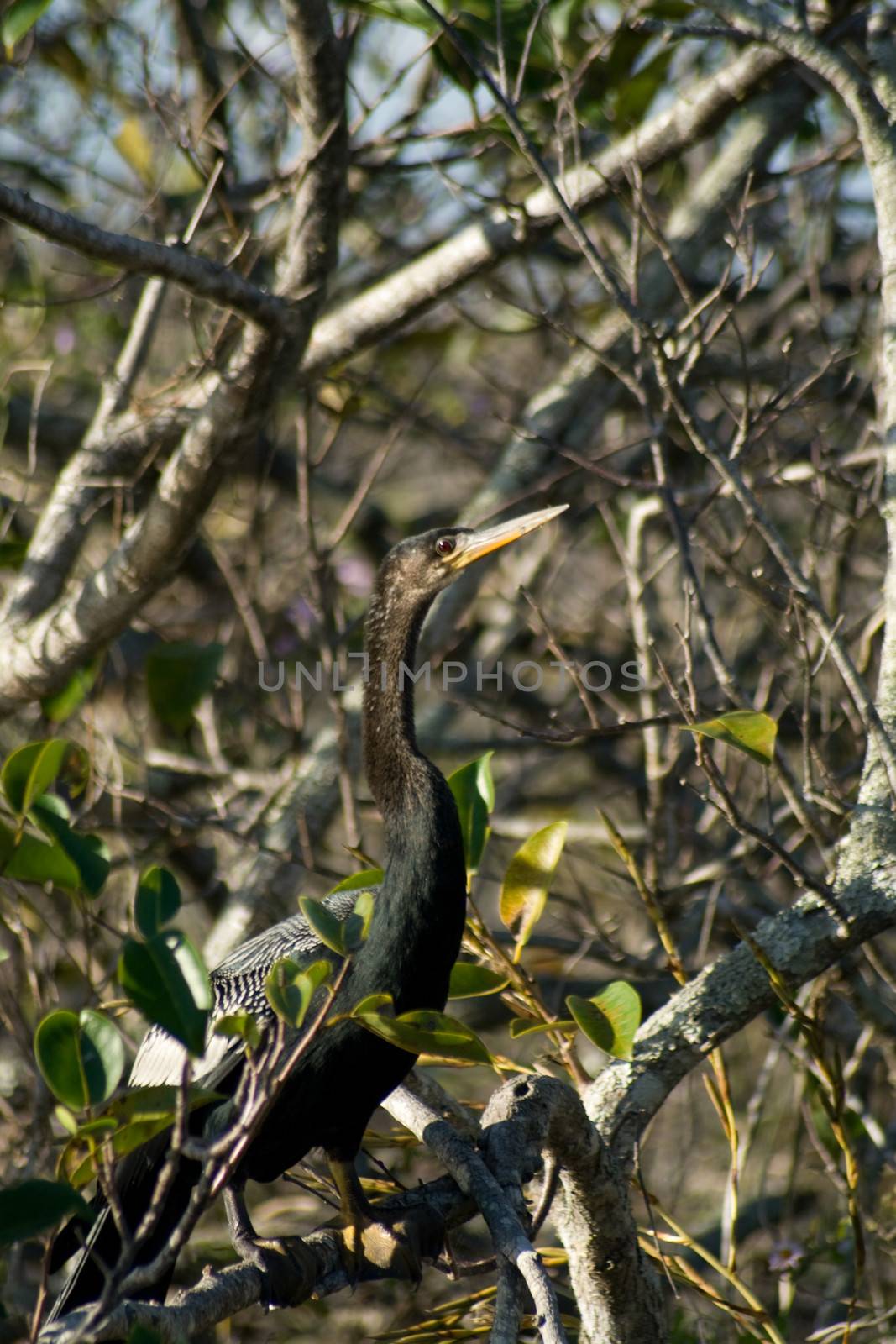 Close-up of a bird perching on a tree, Everglades National Park, Miami, Miami-Dade County, Florida, USA