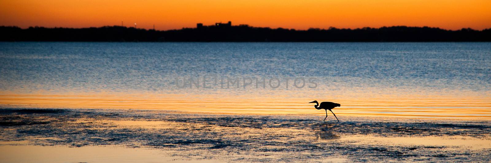 Bird on beach at sunset by CelsoDiniz