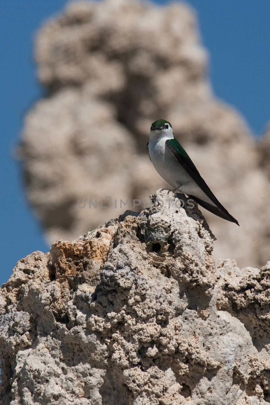 Bird on rock formations at Mono Lake, Tioga Pass, Yosemite National Park, California, U.S.A.