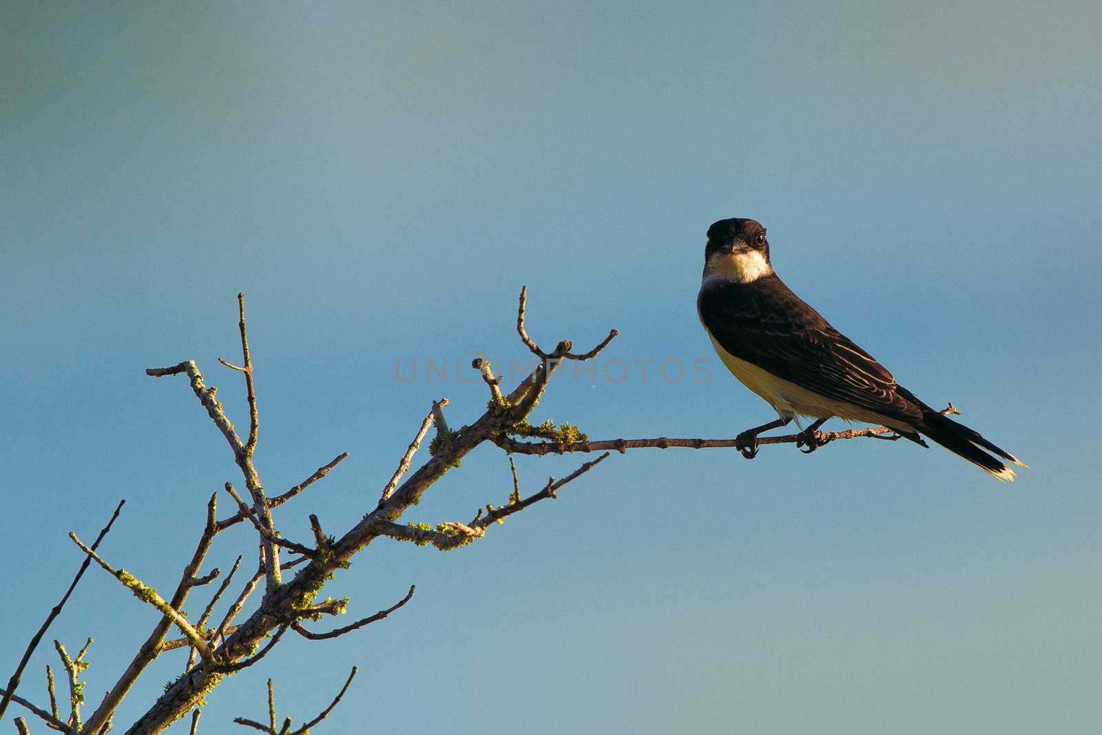 Bird perched on tree branch with blue sky background.