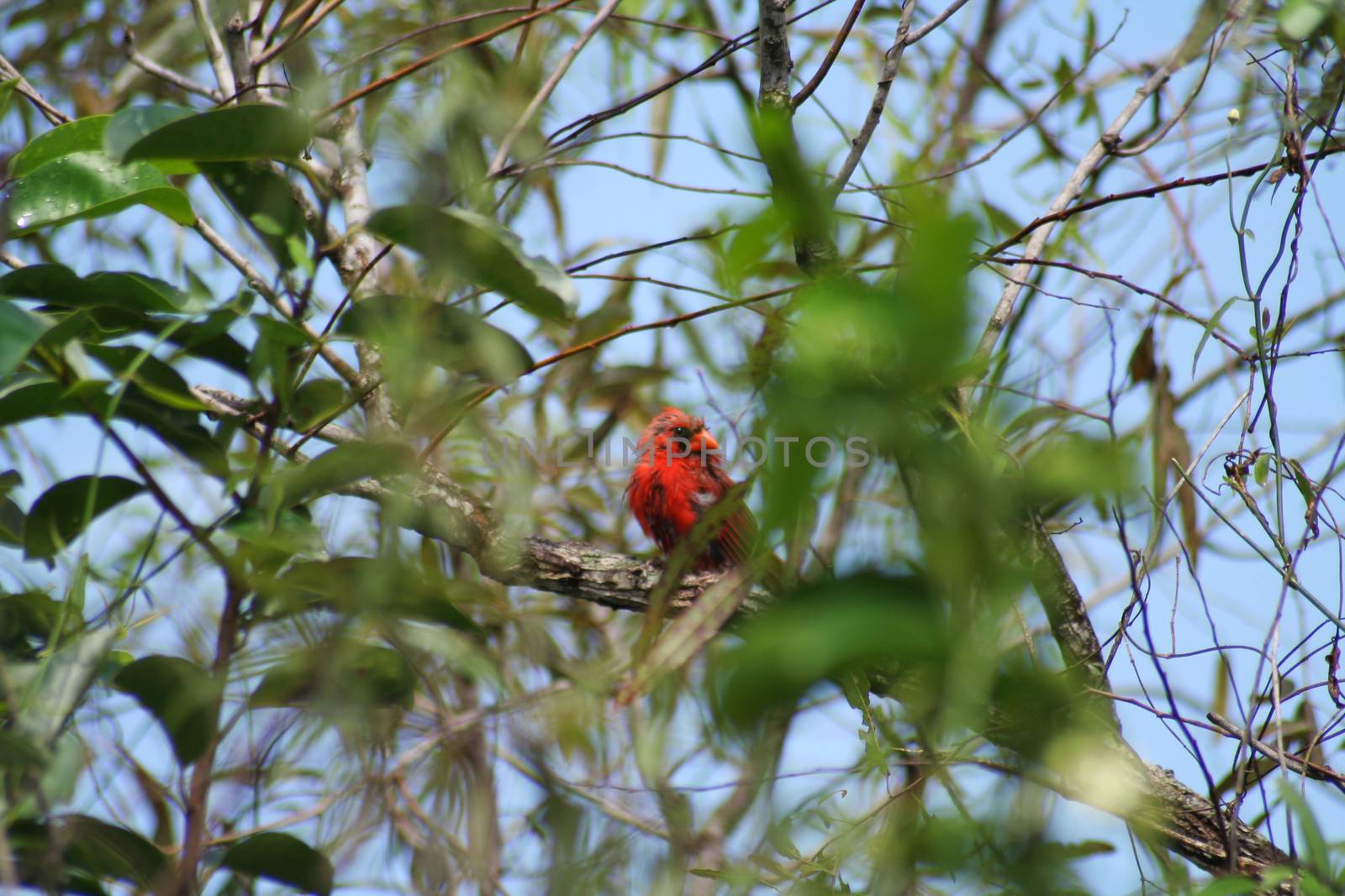 Low angle view of a red bird perching on a branch, Everglades National Park, Florida, USA