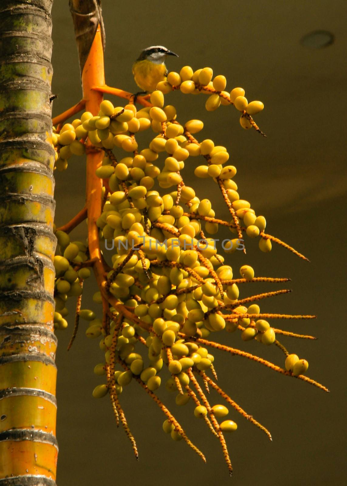 Little yellow bird perching on top of the seeds of a palm in Buzios, Rio De Janeiro, Brazil