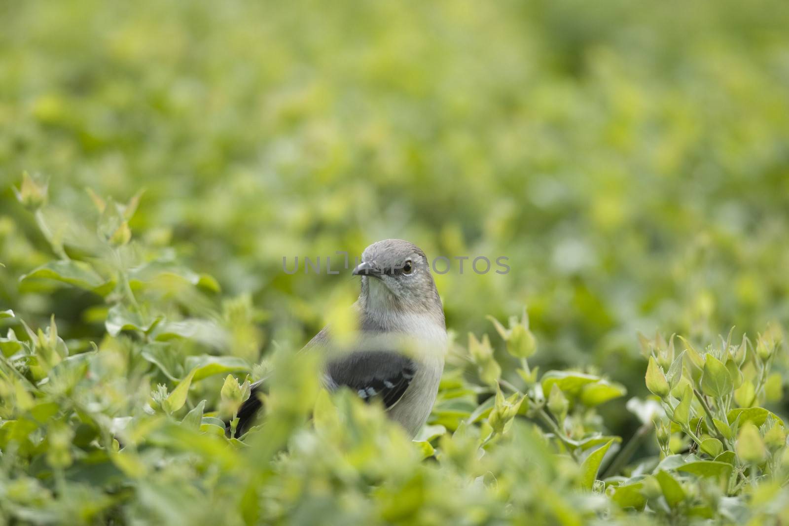 Close-up of a bird surrounded by green leaves