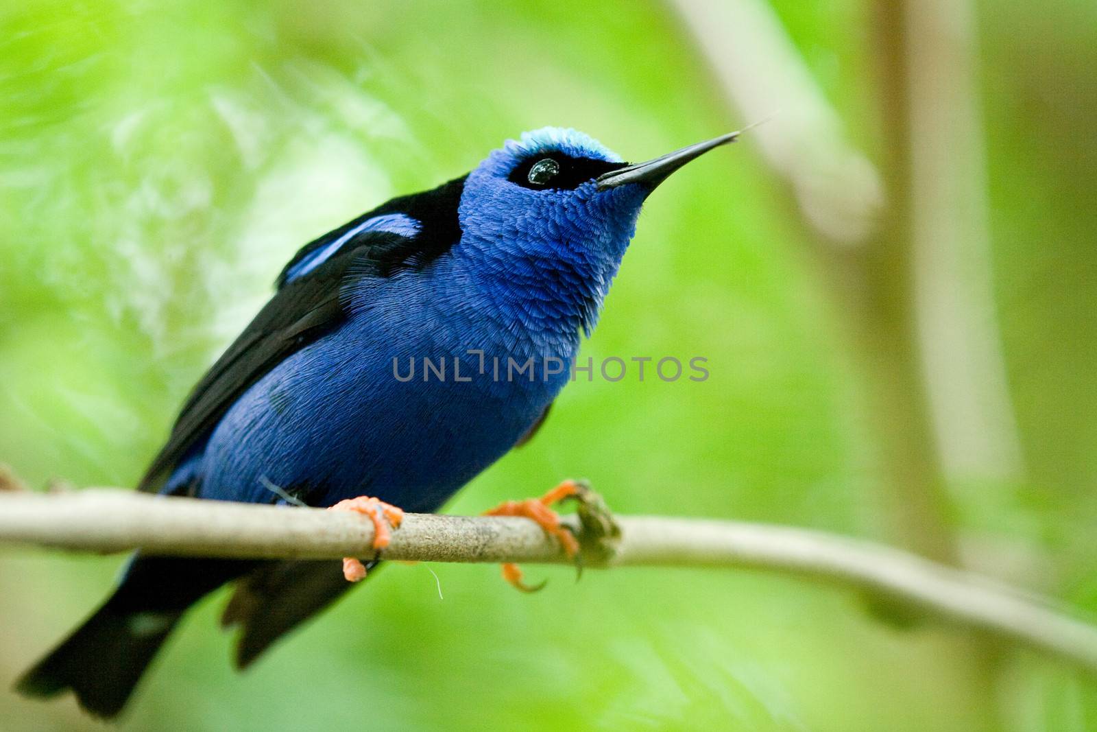 Bird with blue feathers, green nature background.