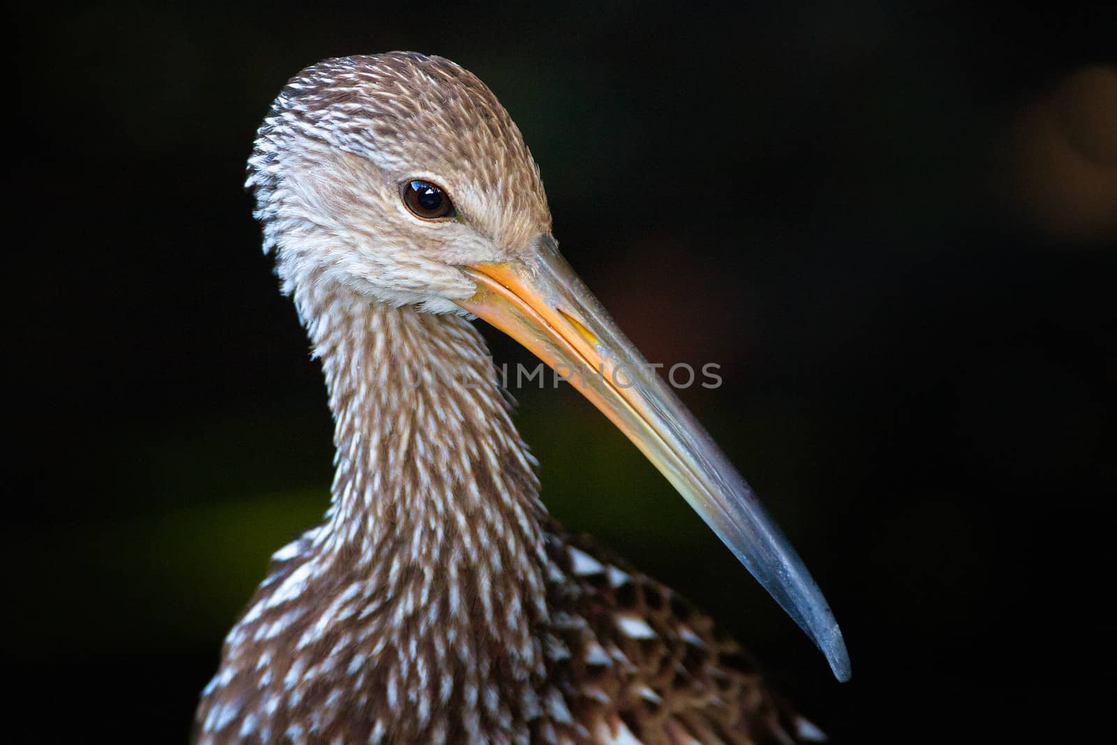 Portrait of bird with long beak or bill, black background.