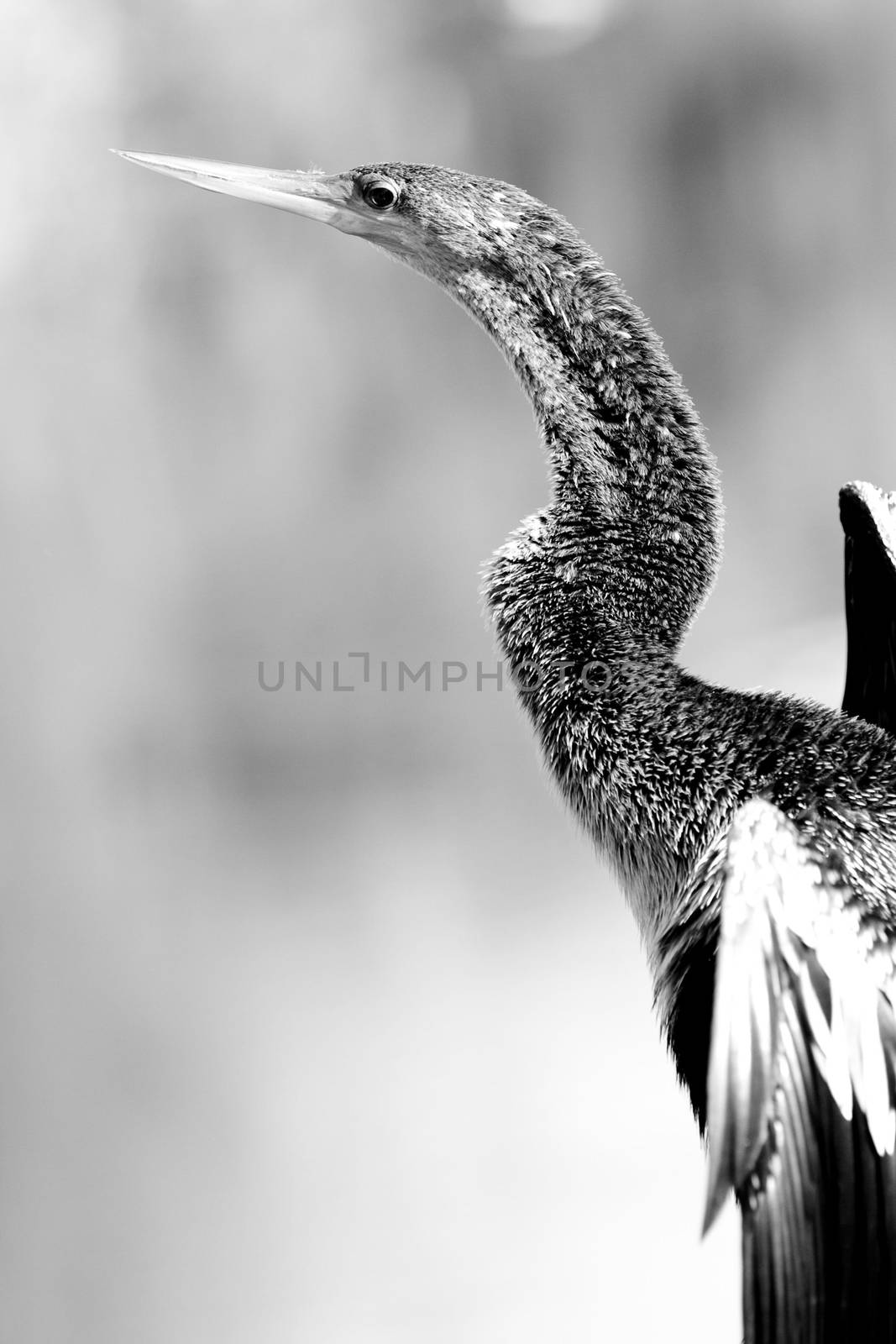 Black and white portrait of bird with long neck.