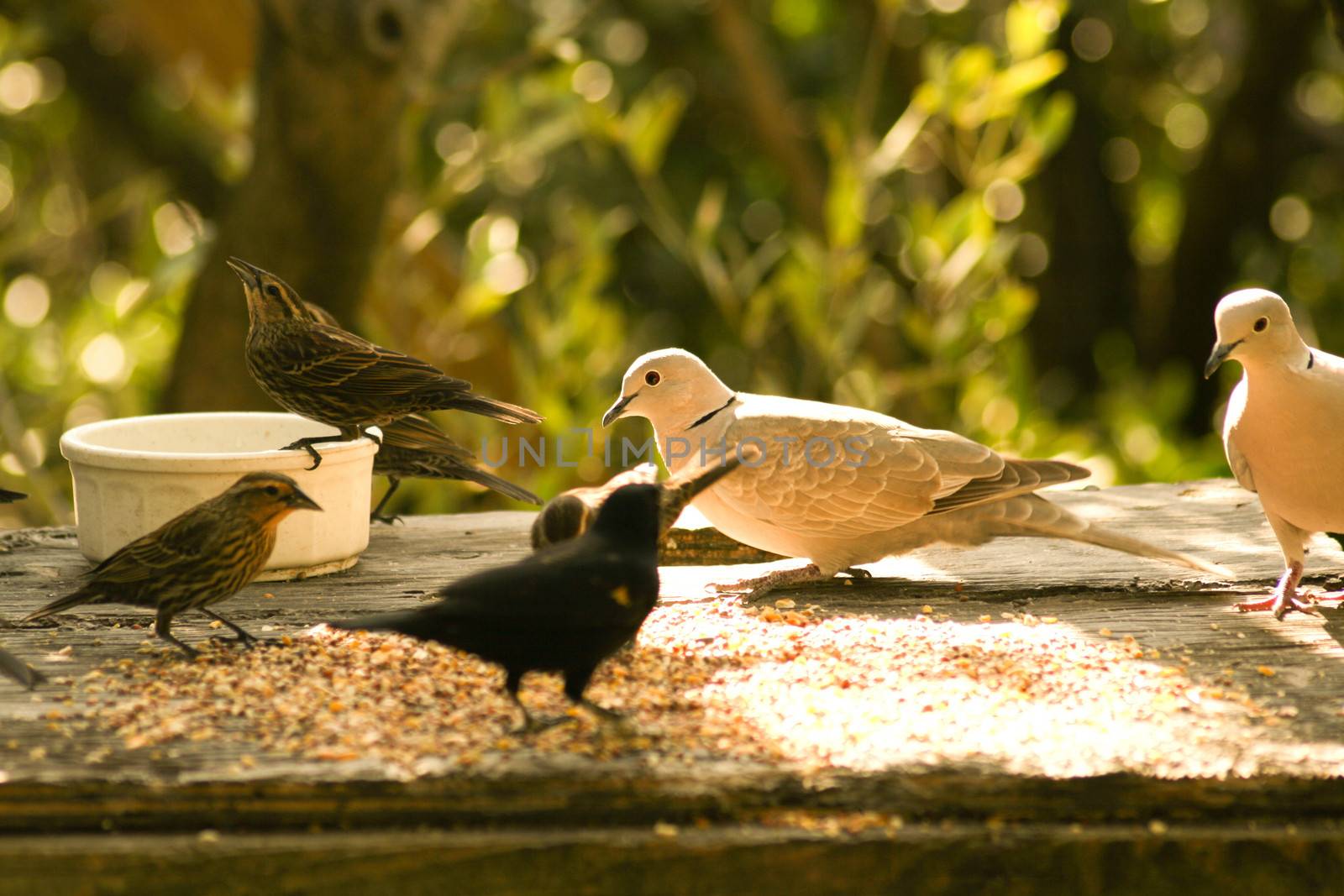 Pigeon with other birds having their meal, Key Largo, Florida Keys, Miami, Miami-Dade County, Florida, USA