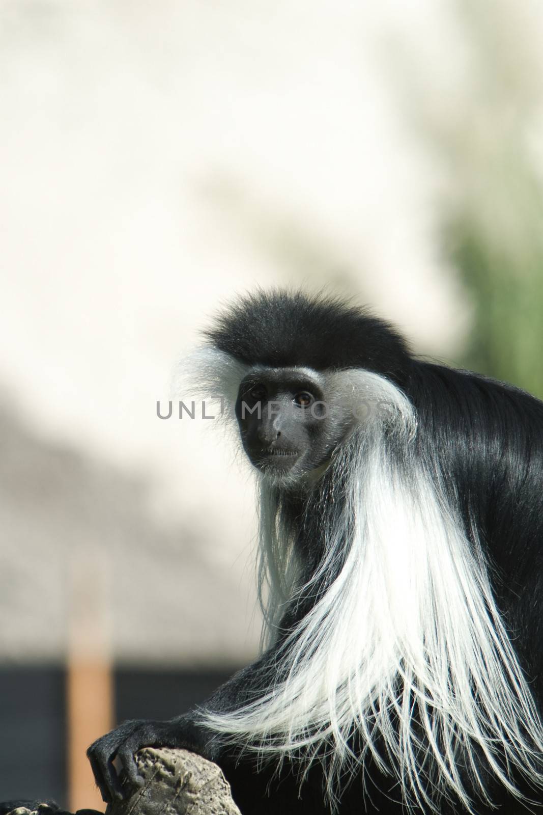 Black And White Colobus monkey by CelsoDiniz