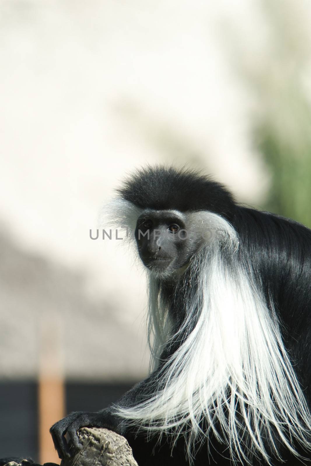 Close-up of a Black And White Colobus monkey (Colobus polykomos), Miami, Miami-Dade County, Florida, USA