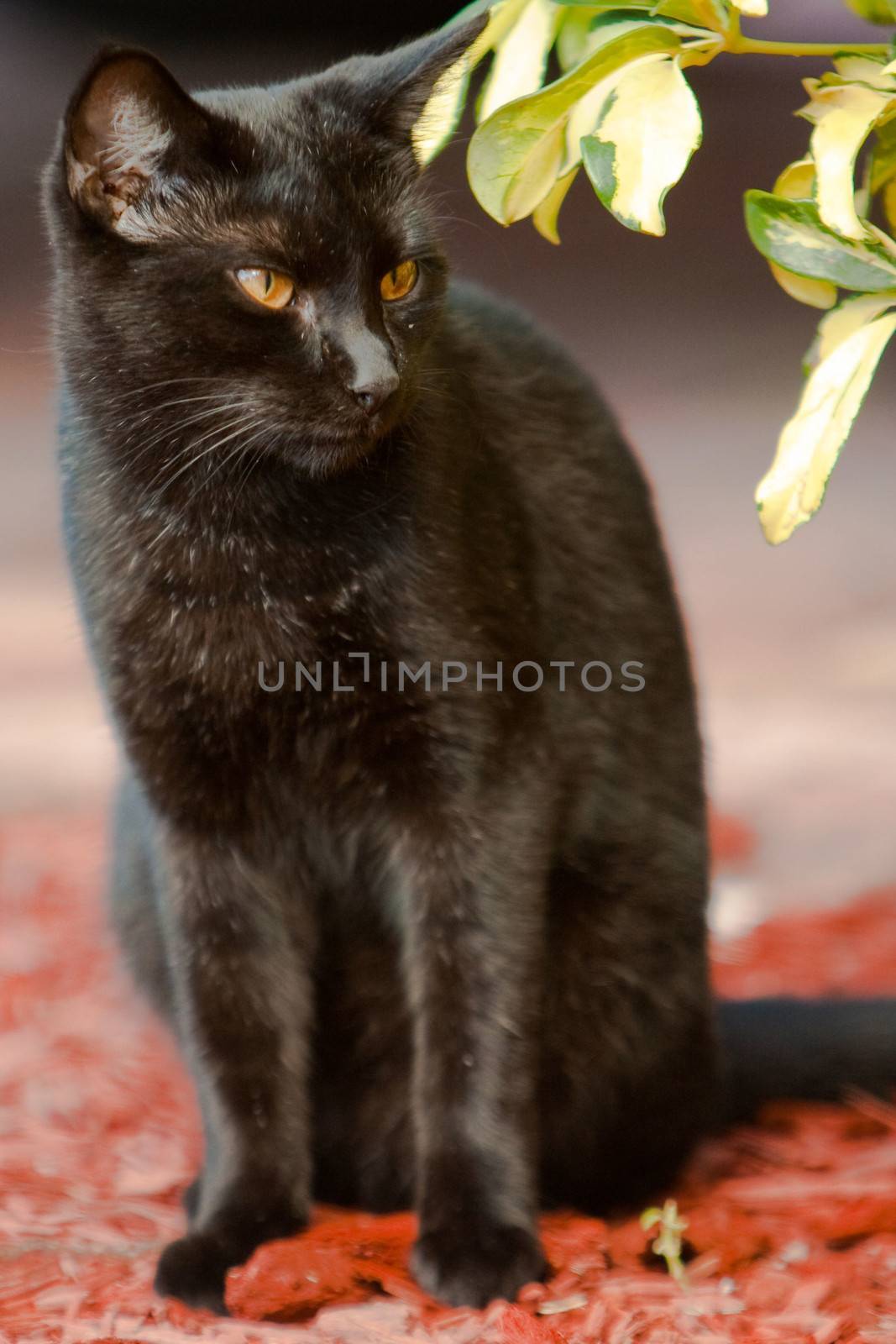 Black cat sitting in the sunlight.