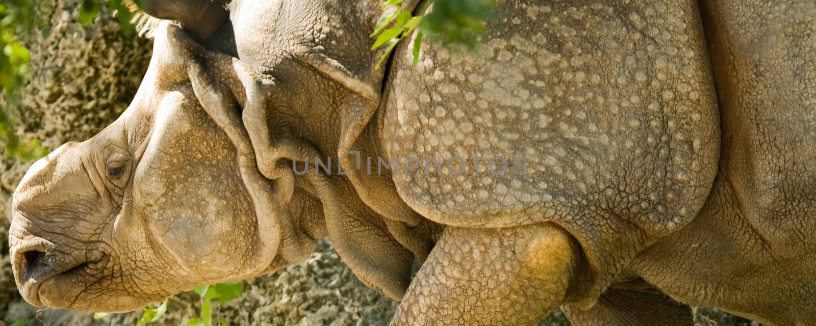 Close-up of a Black Rhinoceros (Diceros bicornis)