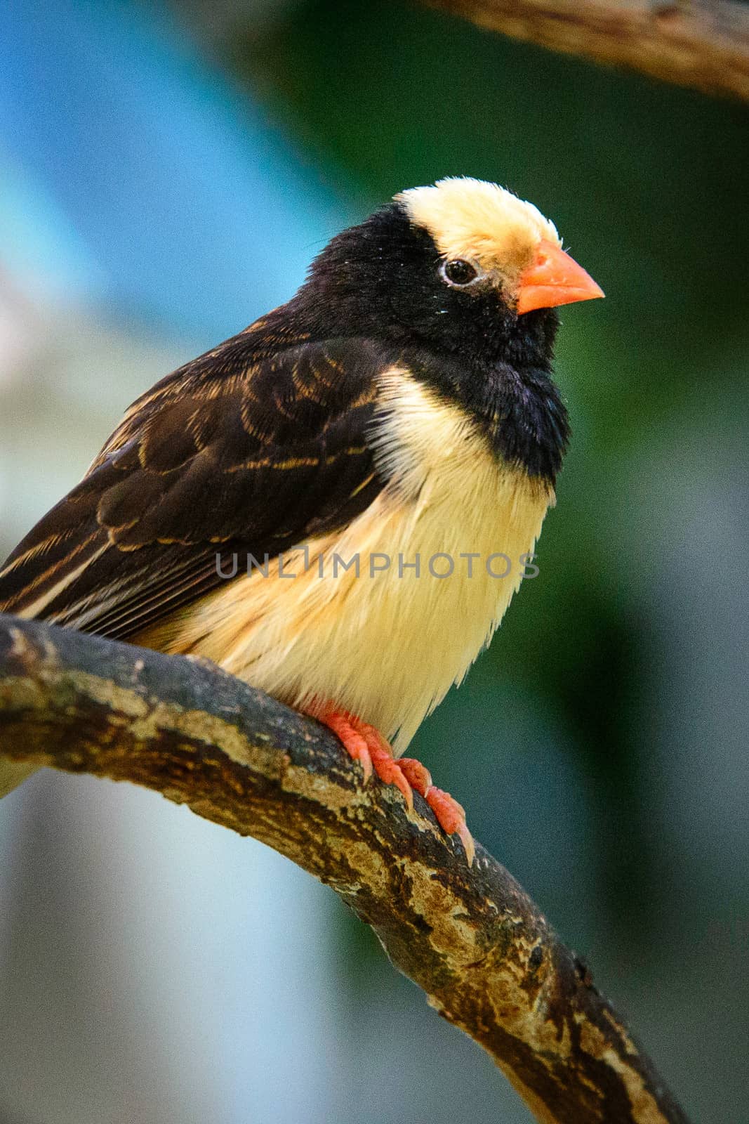 Low angle view of a black and beige bird perching on a tree branch, Key West, Monroe County, Florida, USA