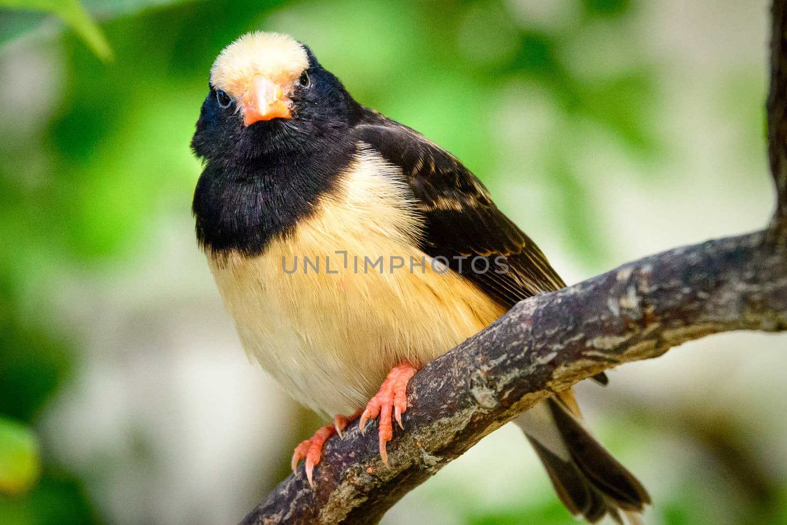 Low angle view of a black and beige bird perching on a tree branch, Key West, Monroe County, Florida, USA
