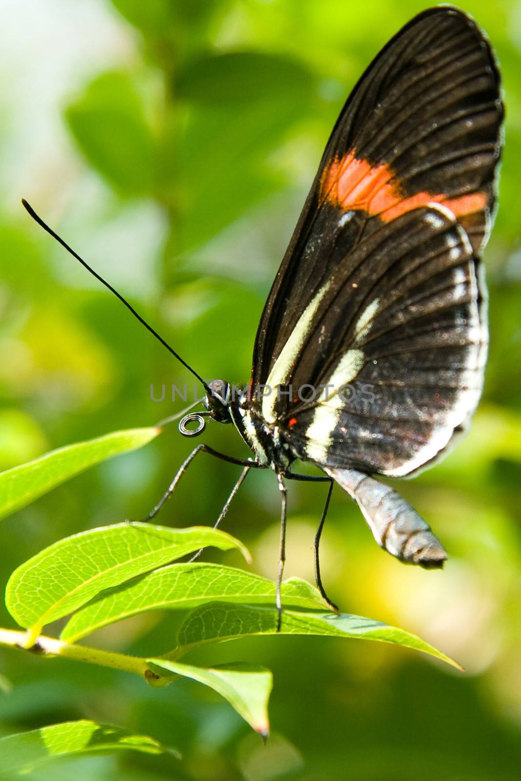 Black and orange butterfly perched on green leaves.