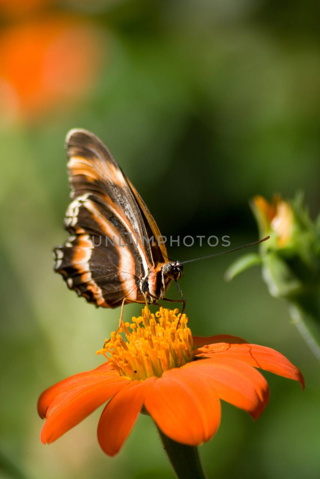 A black and orange butterfly rests with folded wings on a tithonia flower.