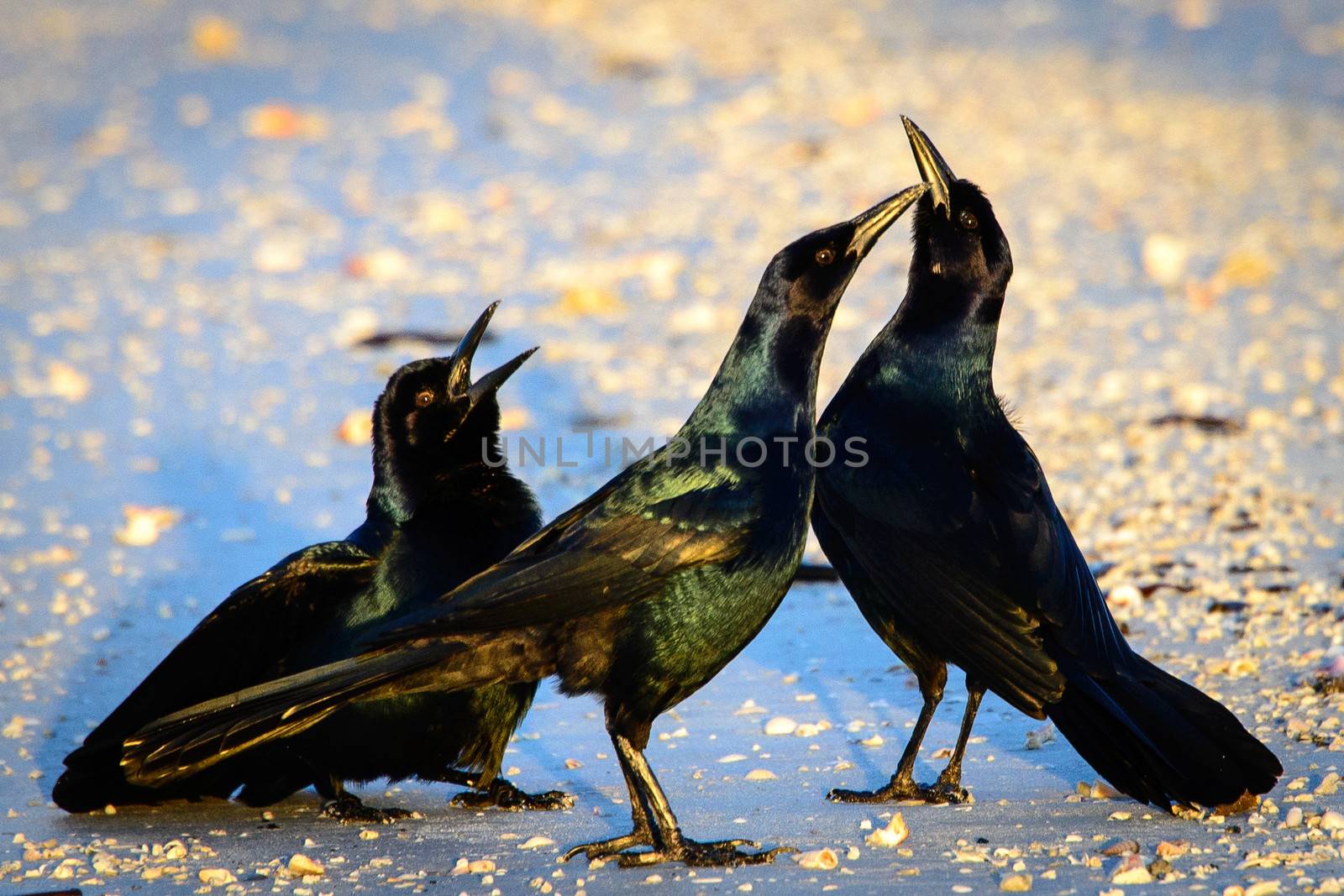 Close-up of three black birds, Fort Myers, Lee County, Florida, USA