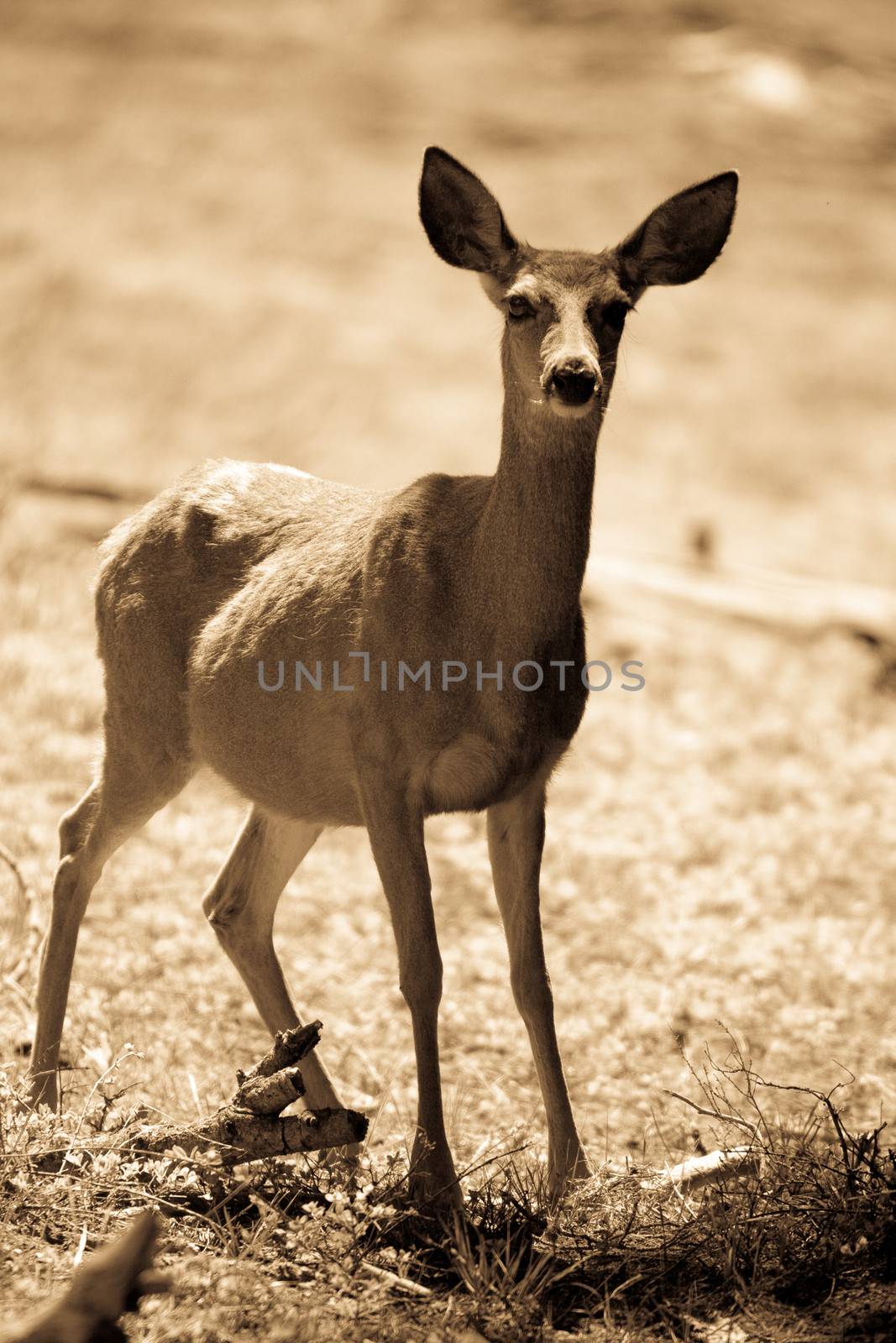 A cautious young black-tailed deer in the Yosemite National Park.