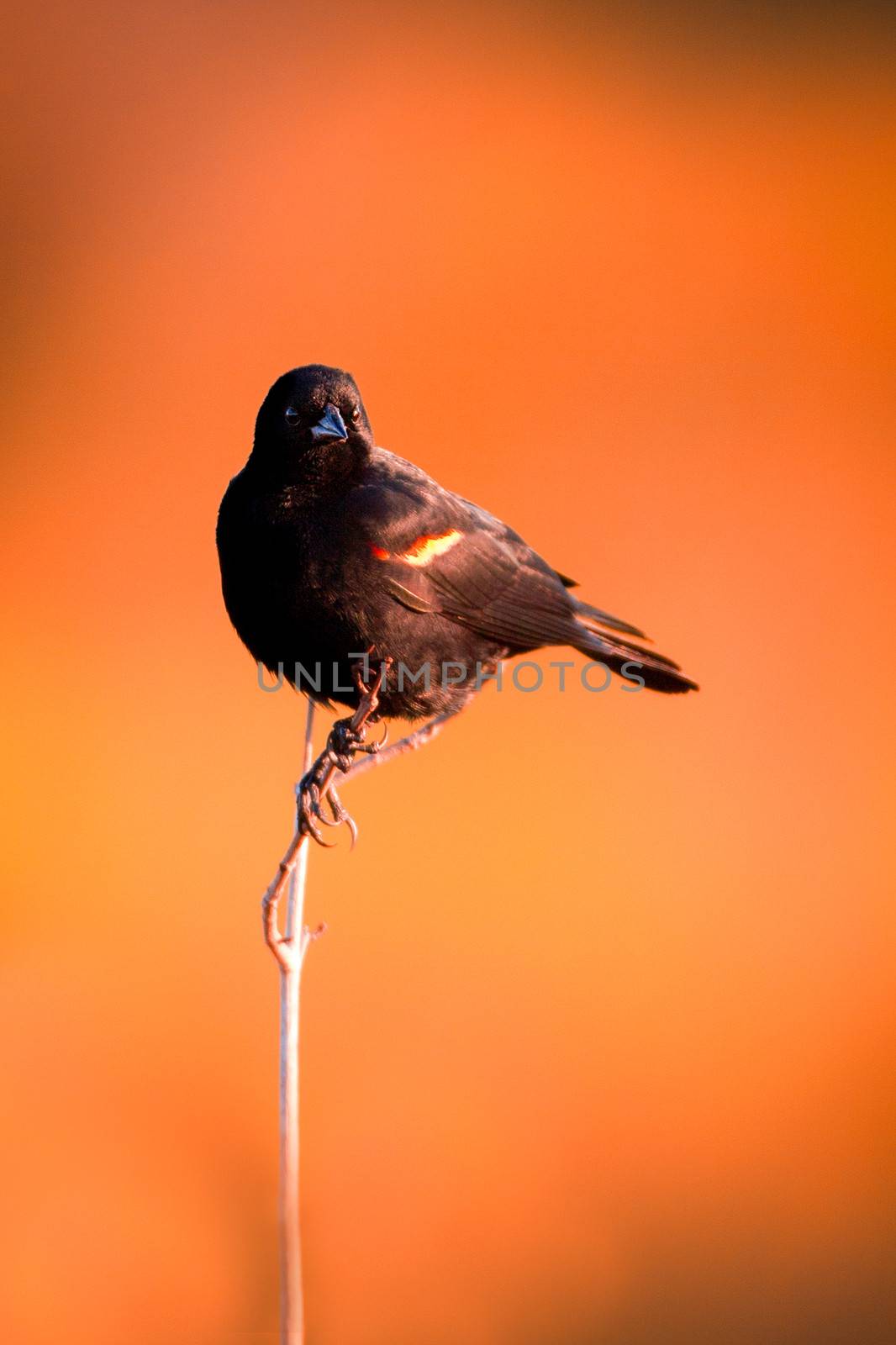 Blackbird perched on plant stem with orange background.