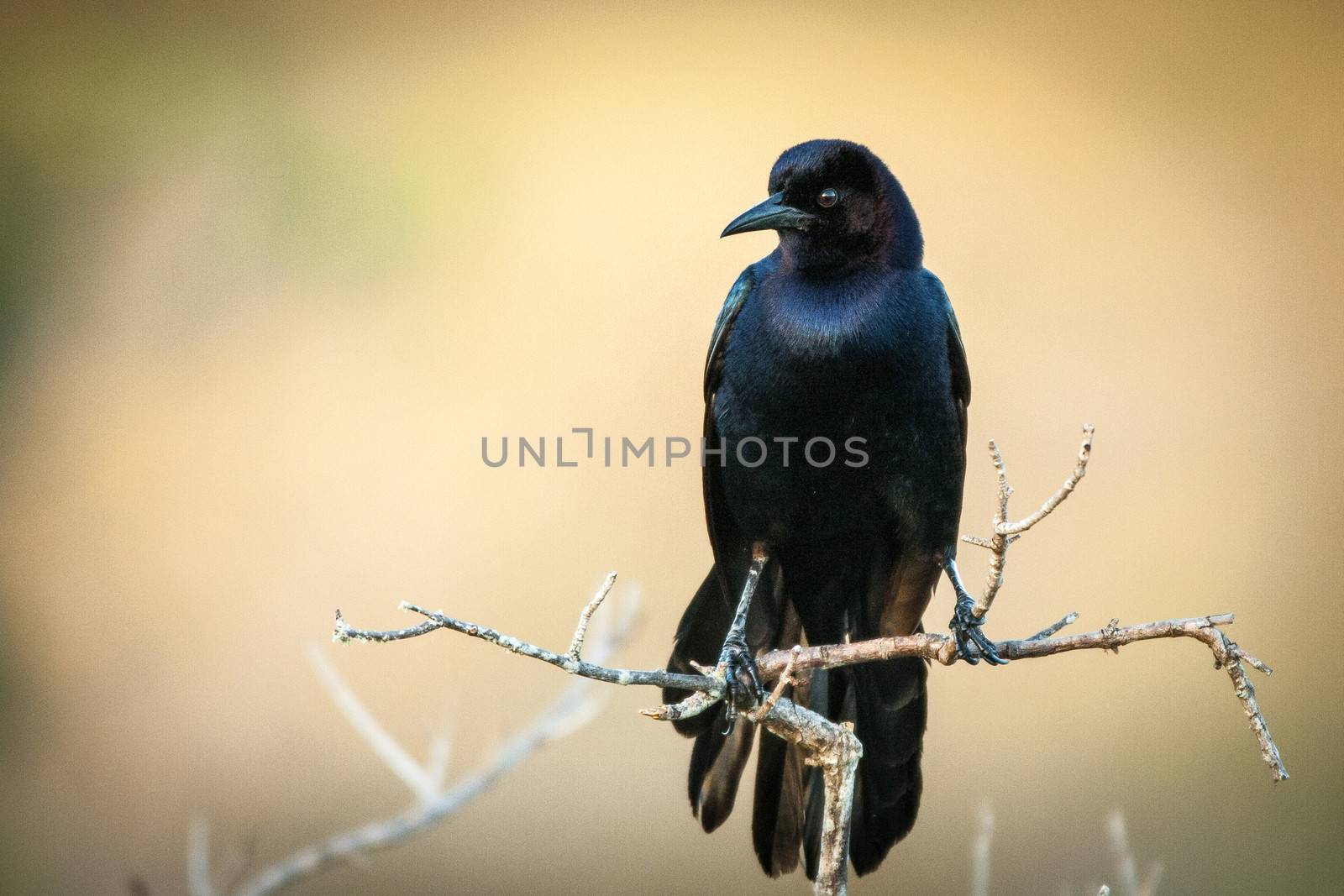 Close-up of a blackbird perching on a twig, Merritt Island, Titusville, Brevard County, Florida, USA
