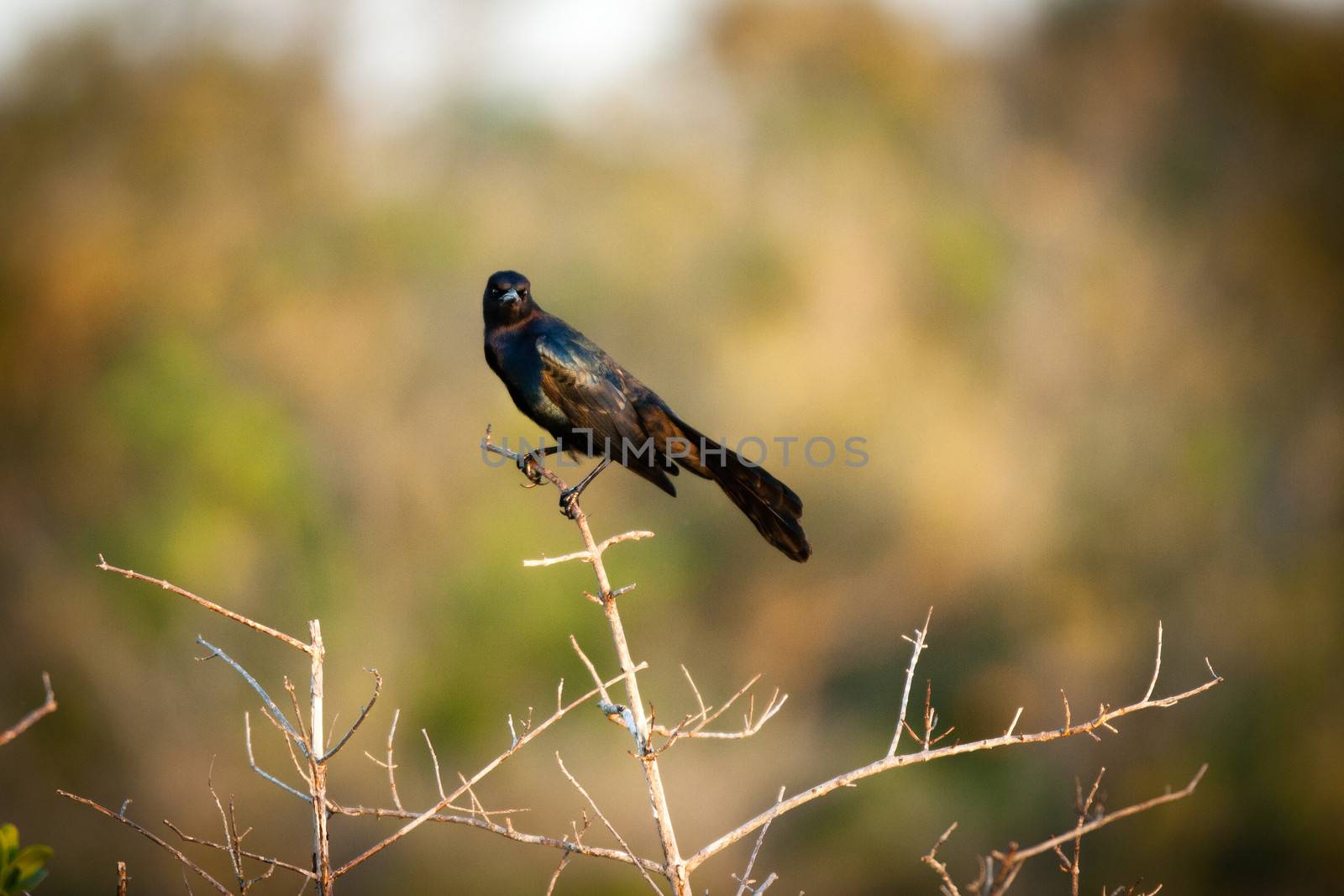 Blackbird on twig by CelsoDiniz
