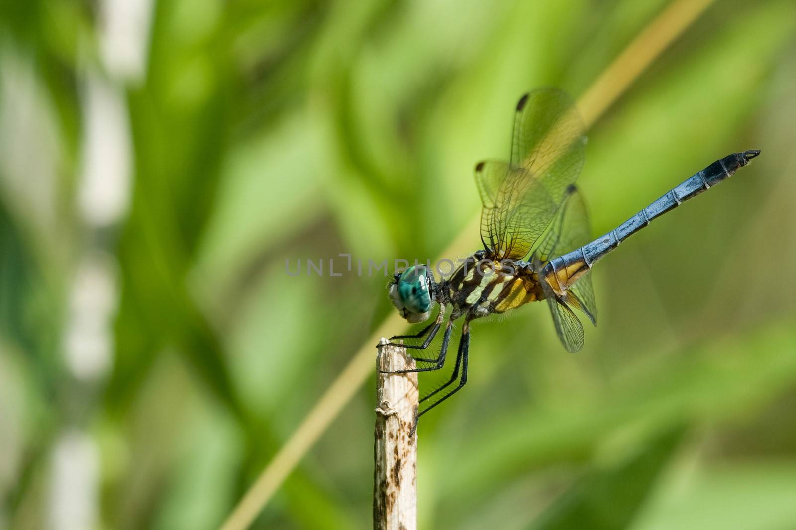 Close-up of a blue dragonfly