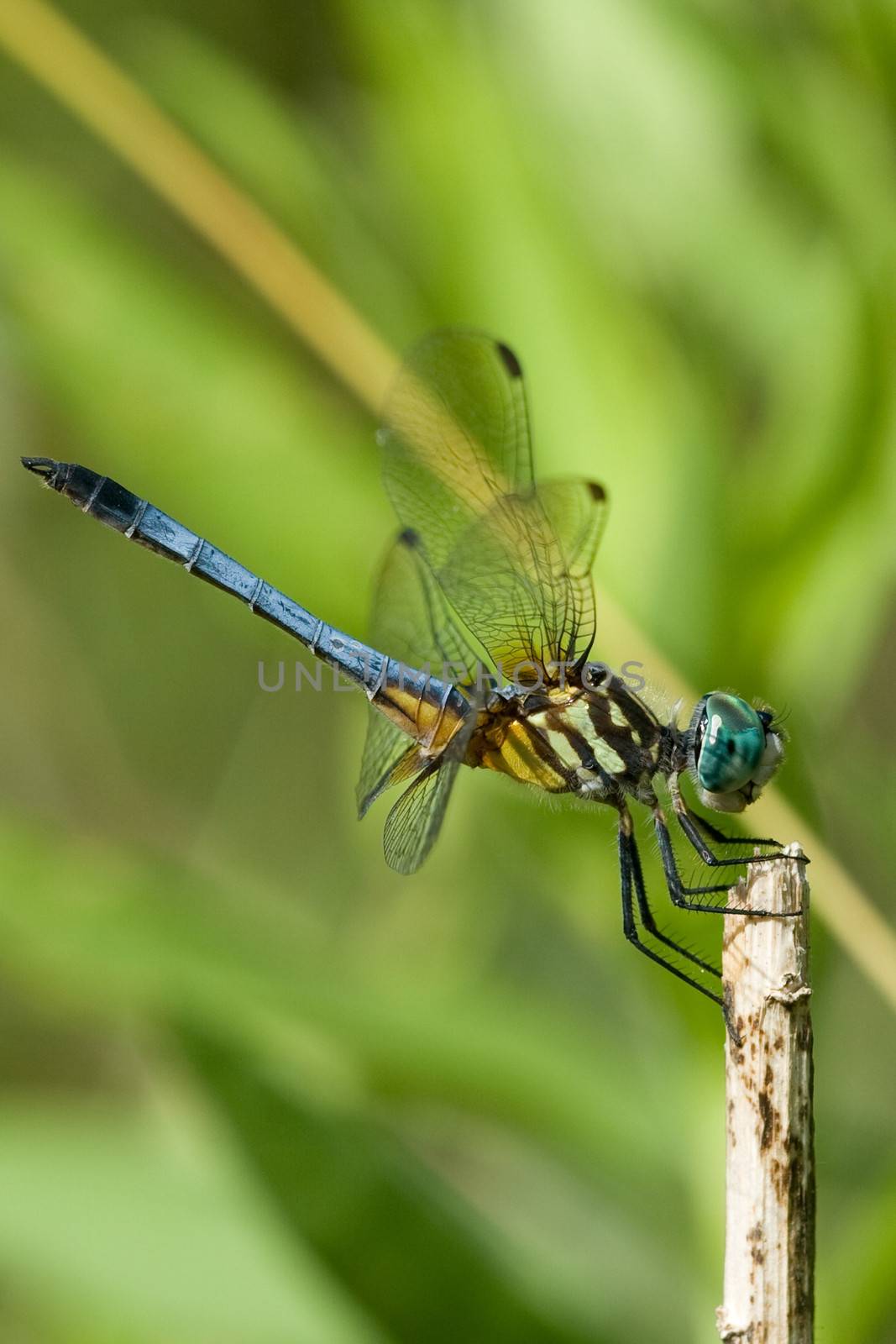 Blue dragonfly resting on a stick.