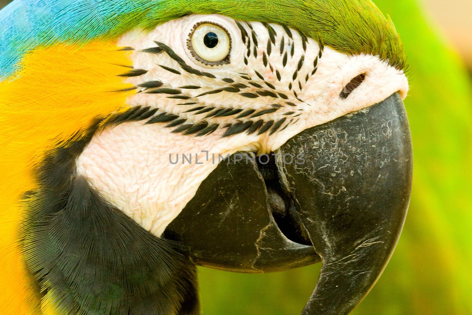 Blue and yellow macaw by CelsoDiniz